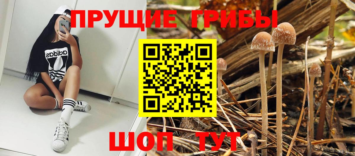 Псилоцибиновые грибы Cubensis Конаково